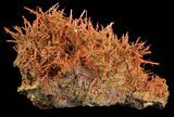 Bright Orange Crocoite Crystals - Tasmania #64364-1